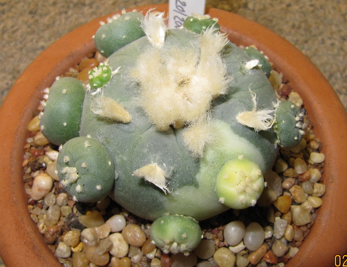 Lophophora Diffusa var. fricii variegated from Sierra Zavaleta